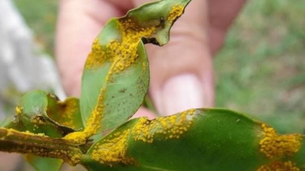 Myrtle rust appears in west Auckland